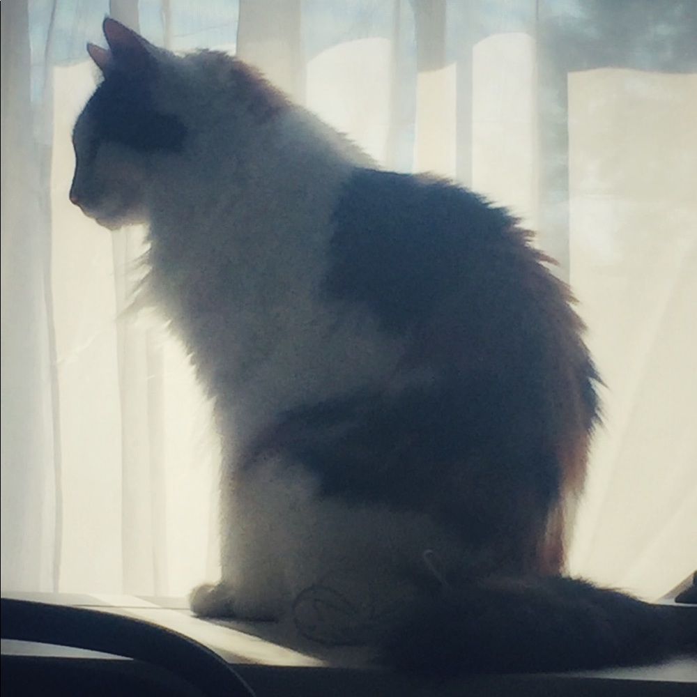 Meet your Posher, Lucy